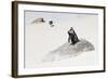 Awesome South Africa Collection - Penguin Lovers-Philippe Hugonnard-Framed Photographic Print