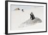 Awesome South Africa Collection - Penguin Lovers-Philippe Hugonnard-Framed Photographic Print