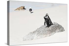 Awesome South Africa Collection - Penguin Lovers-Philippe Hugonnard-Stretched Canvas