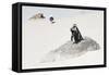 Awesome South Africa Collection - Penguin Lovers-Philippe Hugonnard-Framed Stretched Canvas
