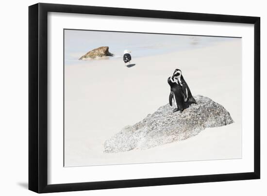 Awesome South Africa Collection - Penguin Lovers-Philippe Hugonnard-Framed Photographic Print