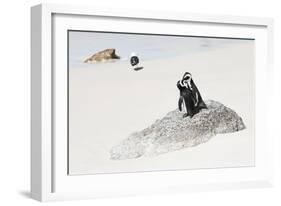 Awesome South Africa Collection - Penguin Lovers-Philippe Hugonnard-Framed Photographic Print