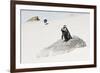 Awesome South Africa Collection - Penguin Lovers-Philippe Hugonnard-Framed Photographic Print