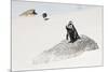 Awesome South Africa Collection - Penguin Lovers-Philippe Hugonnard-Mounted Photographic Print