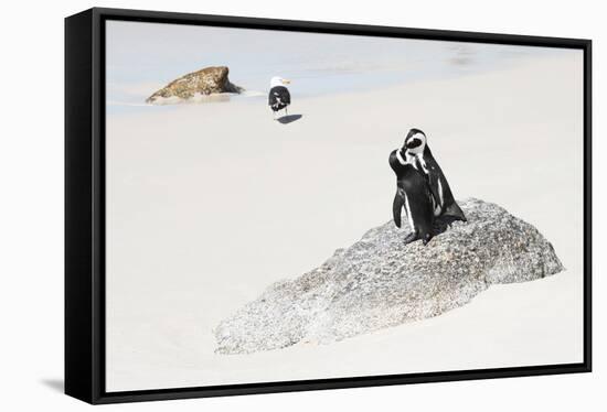 Awesome South Africa Collection - Penguin Lovers-Philippe Hugonnard-Framed Stretched Canvas