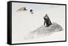 Awesome South Africa Collection - Penguin Lovers-Philippe Hugonnard-Framed Stretched Canvas