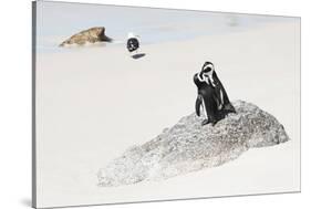 Awesome South Africa Collection - Penguin Lovers-Philippe Hugonnard-Stretched Canvas