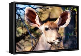 Awesome South Africa Collection - Portrait of a Female Nyala Antelope I-Philippe Hugonnard-Framed Stretched Canvas