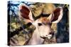 Awesome South Africa Collection - Portrait of a Female Nyala Antelope I-Philippe Hugonnard-Stretched Canvas