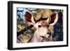 Awesome South Africa Collection - Portrait of a Female Nyala Antelope I-Philippe Hugonnard-Framed Photographic Print