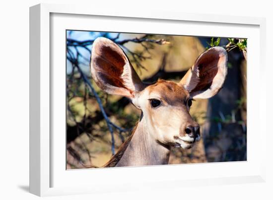 Awesome South Africa Collection - Portrait of a Female Nyala Antelope I-Philippe Hugonnard-Framed Photographic Print