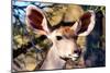 Awesome South Africa Collection - Portrait of a Female Nyala Antelope I-Philippe Hugonnard-Mounted Photographic Print