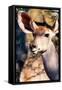 Awesome South Africa Collection - Portrait of a Female Nyala Antelope-Philippe Hugonnard-Framed Stretched Canvas