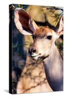 Awesome South Africa Collection - Portrait of a Female Nyala Antelope-Philippe Hugonnard-Stretched Canvas