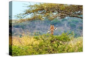 Awesome South Africa Collection - Portrait of Giraffe Peering through Tree-Philippe Hugonnard-Stretched Canvas