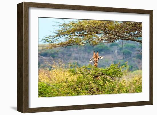 Awesome South Africa Collection - Portrait of Giraffe Peering through Tree-Philippe Hugonnard-Framed Photographic Print