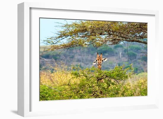 Awesome South Africa Collection - Portrait of Giraffe Peering through Tree-Philippe Hugonnard-Framed Photographic Print