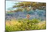 Awesome South Africa Collection - Portrait of Giraffe Peering through Tree-Philippe Hugonnard-Mounted Photographic Print