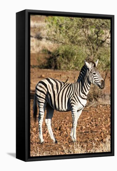 Awesome South Africa Collection - Redbilled Oxpecker on Burchell's Zebra I-Philippe Hugonnard-Framed Stretched Canvas