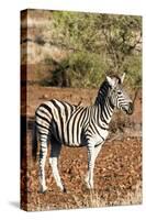 Awesome South Africa Collection - Redbilled Oxpecker on Burchell's Zebra I-Philippe Hugonnard-Stretched Canvas