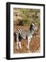 Awesome South Africa Collection - Redbilled Oxpecker on Burchell's Zebra I-Philippe Hugonnard-Framed Photographic Print