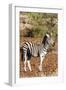 Awesome South Africa Collection - Redbilled Oxpecker on Burchell's Zebra I-Philippe Hugonnard-Framed Photographic Print