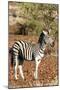 Awesome South Africa Collection - Redbilled Oxpecker on Burchell's Zebra I-Philippe Hugonnard-Mounted Photographic Print