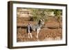 Awesome South Africa Collection - Redbilled Oxpecker on Burchell's Zebra-Philippe Hugonnard-Framed Photographic Print