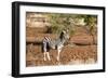 Awesome South Africa Collection - Redbilled Oxpecker on Burchell's Zebra-Philippe Hugonnard-Framed Photographic Print