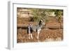 Awesome South Africa Collection - Redbilled Oxpecker on Burchell's Zebra-Philippe Hugonnard-Framed Photographic Print