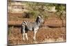 Awesome South Africa Collection - Redbilled Oxpecker on Burchell's Zebra-Philippe Hugonnard-Mounted Photographic Print