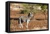 Awesome South Africa Collection - Redbilled Oxpecker on Burchell's Zebra-Philippe Hugonnard-Framed Stretched Canvas