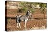 Awesome South Africa Collection - Redbilled Oxpecker on Burchell's Zebra-Philippe Hugonnard-Stretched Canvas