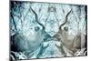 Awesome South Africa Collection - Reflection of Greater Kudu - Aquamarine & Grey-Philippe Hugonnard-Mounted Photographic Print