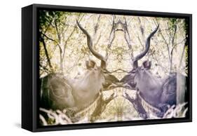 Awesome South Africa Collection - Reflection of Greater Kudu - Honey & Mauve-Philippe Hugonnard-Framed Stretched Canvas