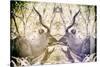 Awesome South Africa Collection - Reflection of Greater Kudu - Honey & Mauve-Philippe Hugonnard-Stretched Canvas