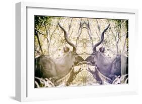 Awesome South Africa Collection - Reflection of Greater Kudu - Honey & Mauve-Philippe Hugonnard-Framed Photographic Print