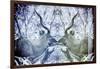 Awesome South Africa Collection - Reflection of Greater Kudu - Powder Blue & Grey-Philippe Hugonnard-Framed Photographic Print