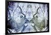 Awesome South Africa Collection - Reflection of Greater Kudu - Powder Blue & Grey-Philippe Hugonnard-Framed Photographic Print