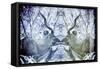 Awesome South Africa Collection - Reflection of Greater Kudu - Powder Blue & Grey-Philippe Hugonnard-Framed Stretched Canvas