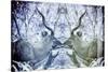 Awesome South Africa Collection - Reflection of Greater Kudu - Powder Blue & Grey-Philippe Hugonnard-Stretched Canvas