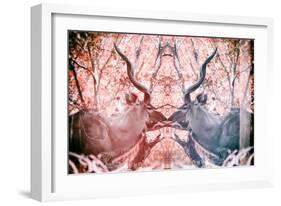 Awesome South Africa Collection - Reflection of Greater Kudu - Red & Dimgray-Philippe Hugonnard-Framed Photographic Print