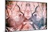Awesome South Africa Collection - Reflection of Greater Kudu - Red & Dimgray-Philippe Hugonnard-Mounted Photographic Print