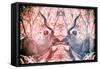 Awesome South Africa Collection - Reflection of Greater Kudu - Red & Dimgray-Philippe Hugonnard-Framed Stretched Canvas