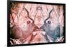 Awesome South Africa Collection - Reflection of Greater Kudu - Red & Dimgray-Philippe Hugonnard-Framed Photographic Print