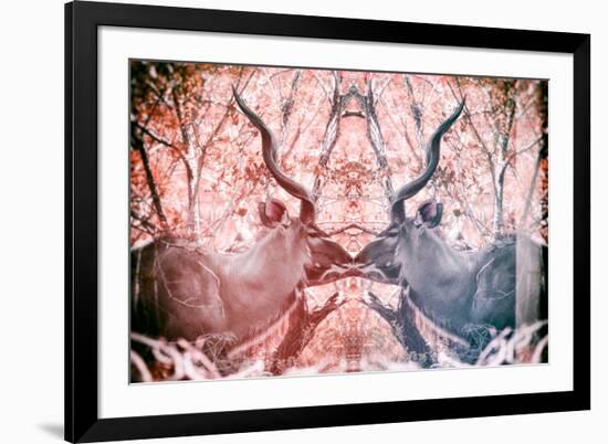 Awesome South Africa Collection - Reflection of Greater Kudu - Red & Dimgray-Philippe Hugonnard-Framed Photographic Print