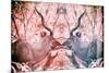Awesome South Africa Collection - Reflection of Greater Kudu - Red & Dimgray-Philippe Hugonnard-Mounted Photographic Print