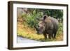 Awesome South Africa Collection - Rhinoceros-Philippe Hugonnard-Framed Photographic Print