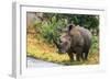 Awesome South Africa Collection - Rhinoceros-Philippe Hugonnard-Framed Photographic Print