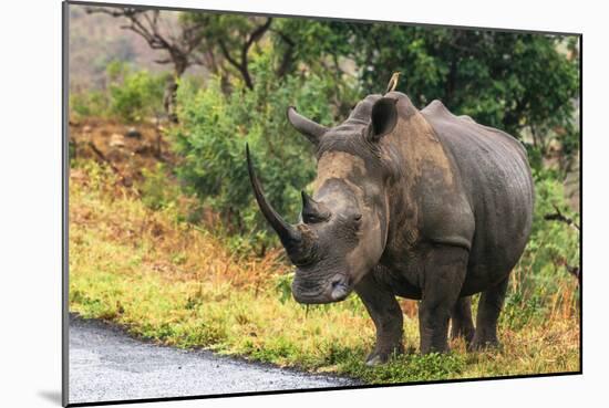 Awesome South Africa Collection - Rhinoceros-Philippe Hugonnard-Mounted Photographic Print